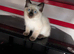 Ragdoll kittens