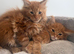 Maine coon kittens xl stunning friendly ginger girls and boys