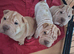 Shar pei puppy