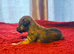 Bedlington x whippet puppies