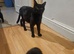 8 week old kittens