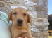 Gorgeous Kc registered fox red Labrador puppies