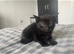 5 kittens for sale can deliver ready now