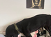 Black Labrador meal