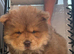 Chow chow boy