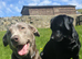 Black labrador puppies