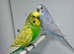Pair Of Budgies For Sale