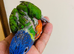 hand reared baby Rainbow lorikeet