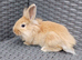Lionhead cross mini lop 8 weeks old!