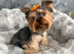 mini yorkshire terrier