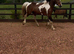 Cob x sportshorse filly