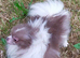 Lilac and white particoloured female pomeranian