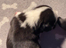Reverse panda pug and pandas