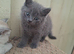 British shorthair kittens