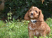 Ready Now F1 Toy Cockapoo Puppies Health Tested