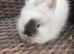 Lionhead bunnies