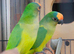 2 Proven breeding Pair of Conures