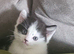 Gorgeous Half-Ragdoll Cross Kittens Looking for Loving Forever Homes