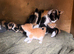 Kittens for sale (including ginger females!)