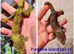Gargoyle geckos, pine island chahouas and halmahera geckos