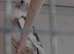Two hen cockatiels for sale