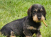 Adorable Wired and Pin Hair Dachshund / Teckel Puppies kc registered