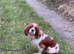 Super Cockalier Pups - Ready Now - Health Tested Parents