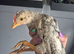 3 chicks needing a home with feed