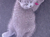 British Shorthair Kittens