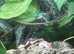 Baby Royal python with full set up