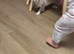 2 bengals 1 Male Bengal tica registered 1 female snow Bengal