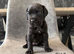 Cane corso puppies - excellent example of their breed