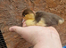 Ducklings available