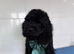 Beautiful cockapoo babies last 3 reduced to find wonderful forever homes