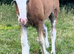 3 month old cob colt foal