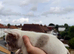 LAST TWO LEFT - FRENCH BULLDOG