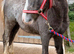 Pretty Welsh C x Cob Filly