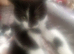 kittens 3 baby boys