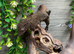 Henkels Leaf Tailed Gecko at Birmingham Reptiles