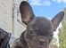French bulldog girls