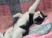 Adorable Kittens Looking for Loving Homes