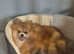 Pomeranian Teddy bear puppie
