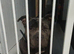 pocket bully