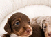 KC Long Hair Miniature Dachshund Puppies