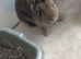 Beautiful Netherland dwarf bunnies