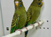 Black Face Budgies For Sale