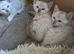 Blue eyed Snow lynx bengal kittens