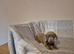 Miniature dachshund 1 blue and tan male left