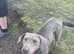 Kc Labrador