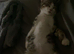 Male tiger tabby